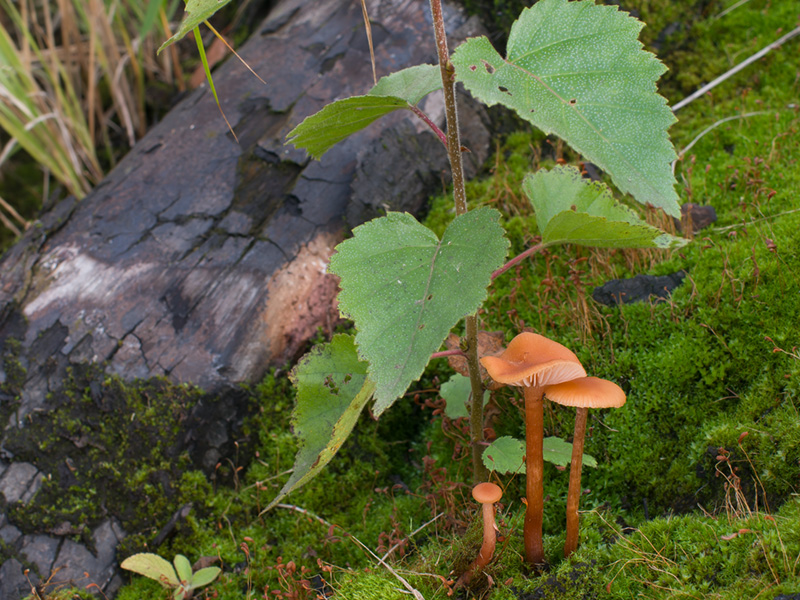 Laccaria laccata Laccaria laccata